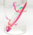 【MONO知り図鑑】辛口のテリー伊藤も大絶賛　　神秘漂う　「透明標本」の美