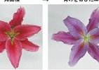 世界初「青いユリ」　サントリーと新潟県が開発