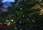 ホタル見ながらディナー　椿山荘で「蛍会席」も
