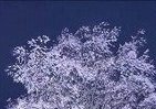 六義園の夜桜ライトアップ　「幻想的な」しだれ桜