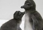 「スカイツリー」にペンギンの赤ちゃん　「15センチ」の姿、期間限定で特別公開
