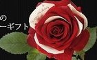 恋人に「赤バラ」プレゼント　花びらに「愛のメッセージ」入り