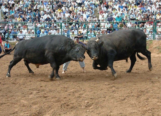迫力のある闘牛の様子
