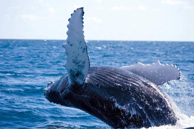「沖縄の名所撮影&ホエールウォッチング　1泊2日の旅」