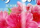 沖縄県発「オリオンいちばん桜」をアサヒの冠で全国発売