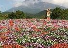 世界遺産　富士山2合目に東海エリア最大規模の「天空の花畑」