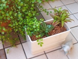 観葉植物（アレンジ例）