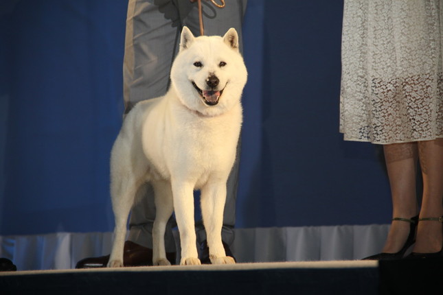 白戸家のお父さん