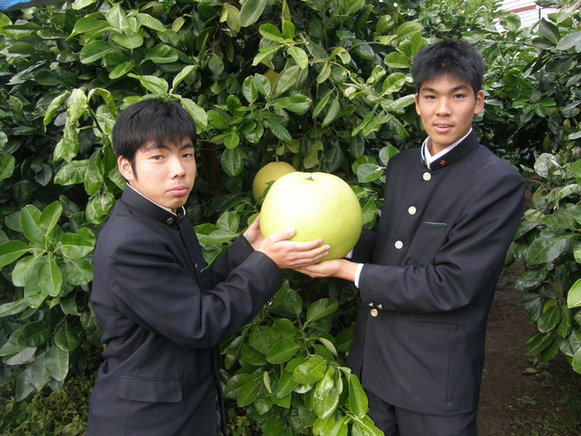 「最も重いザボン」　熊本県立八代農業高校の学生が栽培したバンペイユ　4859.7グラム