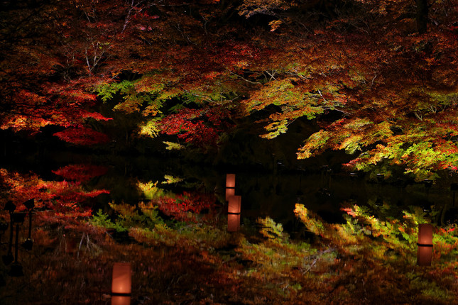 歴史ある庭園の紅葉が夜も楽しめる