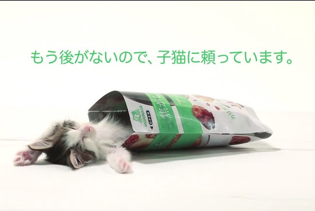 「もう後がないので子猫に頼っています」（画像は動画のスクリーンショット）
