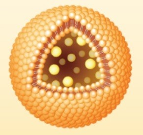 超微細カプセル「リポソーム」の構造