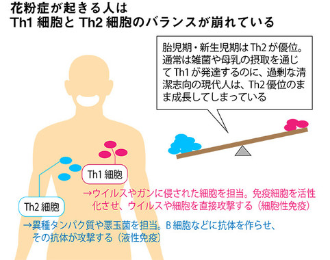 花粉症患者はヘルパーT細胞のTh1とTh2のバランスが崩れている