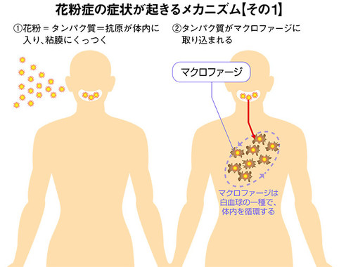 「花粉症の症状が起きるメカニズム」その1（イラストは編集部作成）
