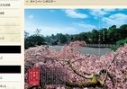 初めて「御所の桜」を特集　「そうだ 京都、行こう。」キャンペーン