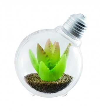 アロエブレビフォリア