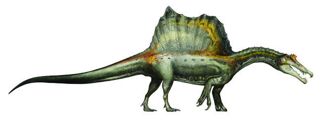 スピノサウルス復元画（全身）(C)Davide Bonadonna