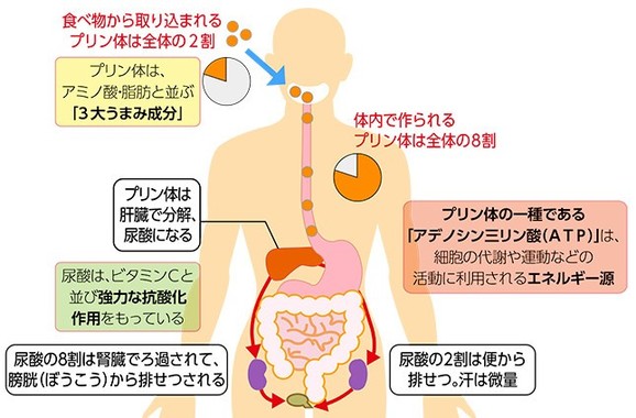 プリン体の8割は体内で作られる