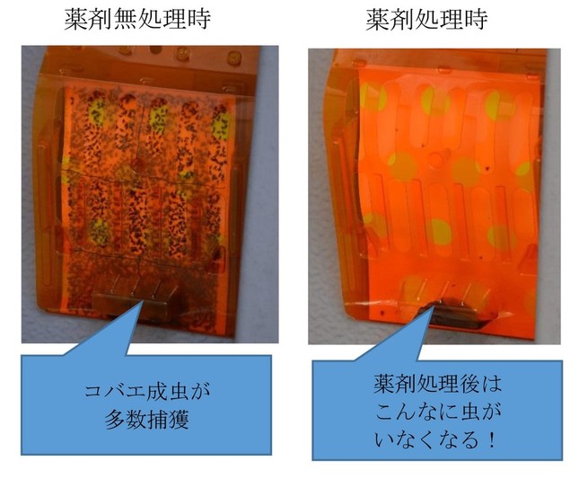 簡易水洗トイレでの実証結果(フライキャッチャーでの捕獲結果)