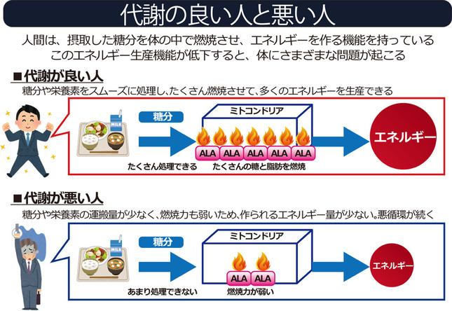 ALAが不足するとエネルギー代謝が低下する