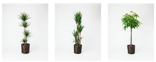 （左から）コンシンシネ10号、ユッカ10号、パキラ10号