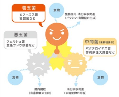 腸内細菌の関係