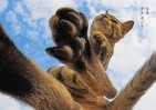 ネコが格闘技やダンスを？　話題のネコ写真集「のら猫拳」が発売