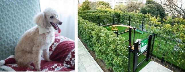 「プライベートドッグパーク」(右)が待つ「宿泊プラン『ウェルカムドッグステイ』」