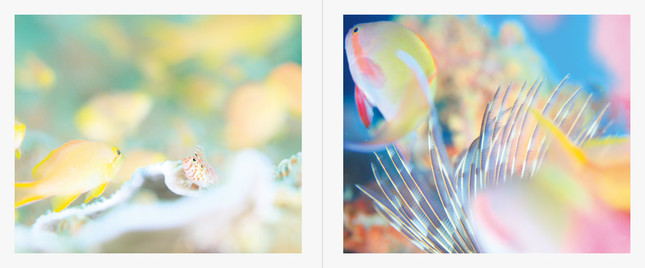 魚のキュートな表情を楽しめる