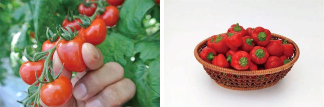 （写真左から）「甘～くとろけるミニトマト つやぷるん」「鈴なりパプリカ りんりん」