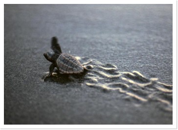 大海に旅立つ子ガメ
