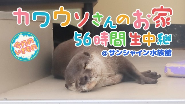 カワウソさんのお家56時間生中継＠サンシャイン水族館【今月のいきもの】