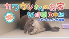 「けものフレンズ」声優陣による飼育体験コーナーも！　ニコ生、コツメカワウソを56時間観察生中継