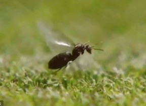【動画】錦織を苦しめる「結婚飛行」　ウィンブルドン「羽アリ」大量発生のわけ