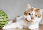 飼い主のいないわんこ、にゃんこが主人公　写真展「みんなイヌ、みんなネコ」