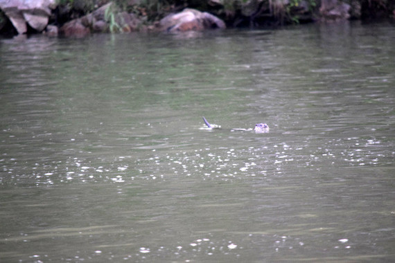 熊谷さんが韓国の生息地を散歩中、捕獲した魚を食べずに岸辺に並べる「獺祭」（だっ
さい）に遭遇。嬉しくて祭りをしているように見えることから獺祭と呼ばれている。
　　　　　　　　　　　　　　　　　　　　　　　　　　　　　　　（撮影熊谷さとし）
