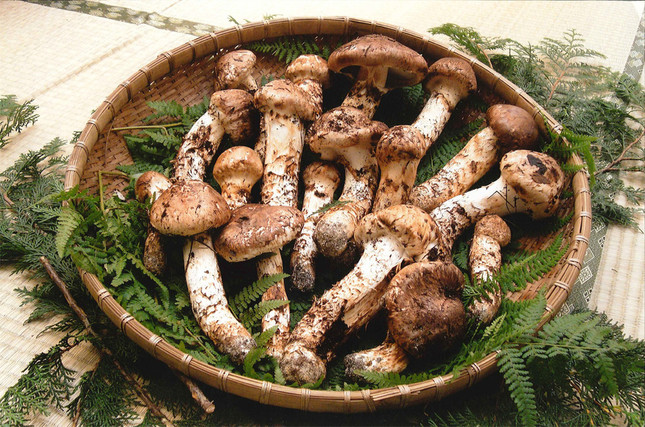 銀座に松茸専門店誕生