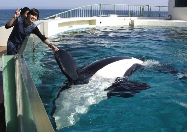 シャチやイルカ、魚たちとふれあえる
