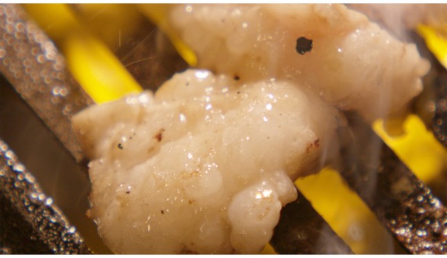 映画のワンカット（FMS/harappa提供）