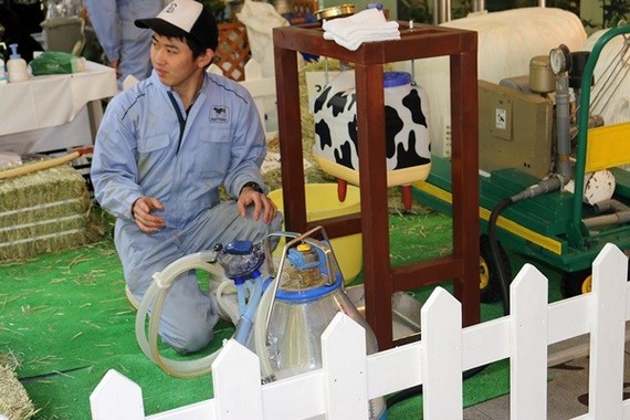 牛の搾乳体験も