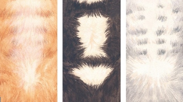 猫のおなか画像をダウンロード壁紙に設定するとナデナデ感がさらにアップ