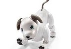 初回予約分がわずか30分で完売　新型「aibo」、手に入れるには？