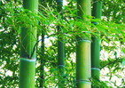 「ワロタ」「草」はもう古い　今度は「竹」がブームの予感