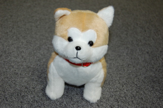 おすわりしている秋田犬