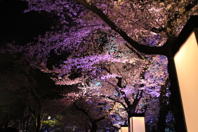 千鳥ヶ淵緑道沿いの桜