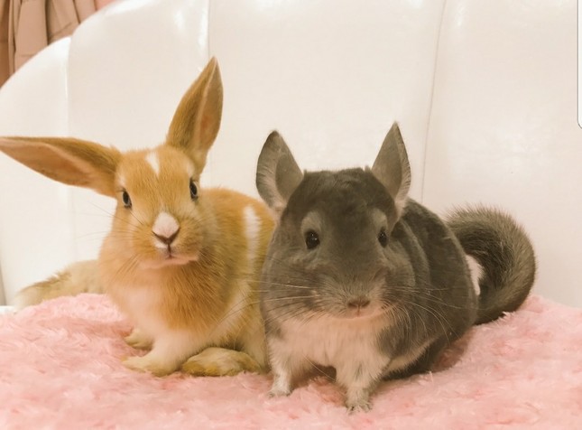 色々な動物が同居する