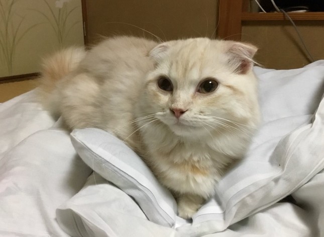 人気のよもぎちゃん（画像はまいきゃっと湯河原店提供）
