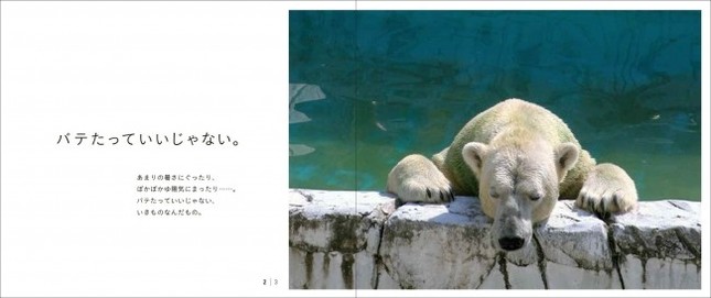 ぐったりモードのホッキョクグマ