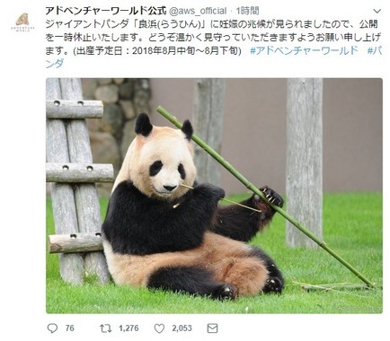 ジャイアントパンダが妊娠の兆候（画像はアドベンチャーワールドの公式ツイッターアカウントより）