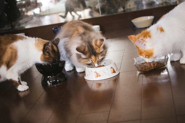 背中を丸めて食事中